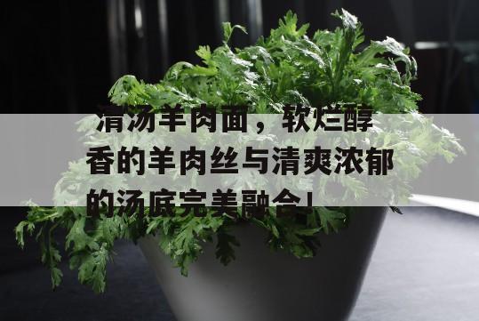  清汤羊肉面，软烂醇香的羊肉丝与清爽浓郁的汤底完美融合！